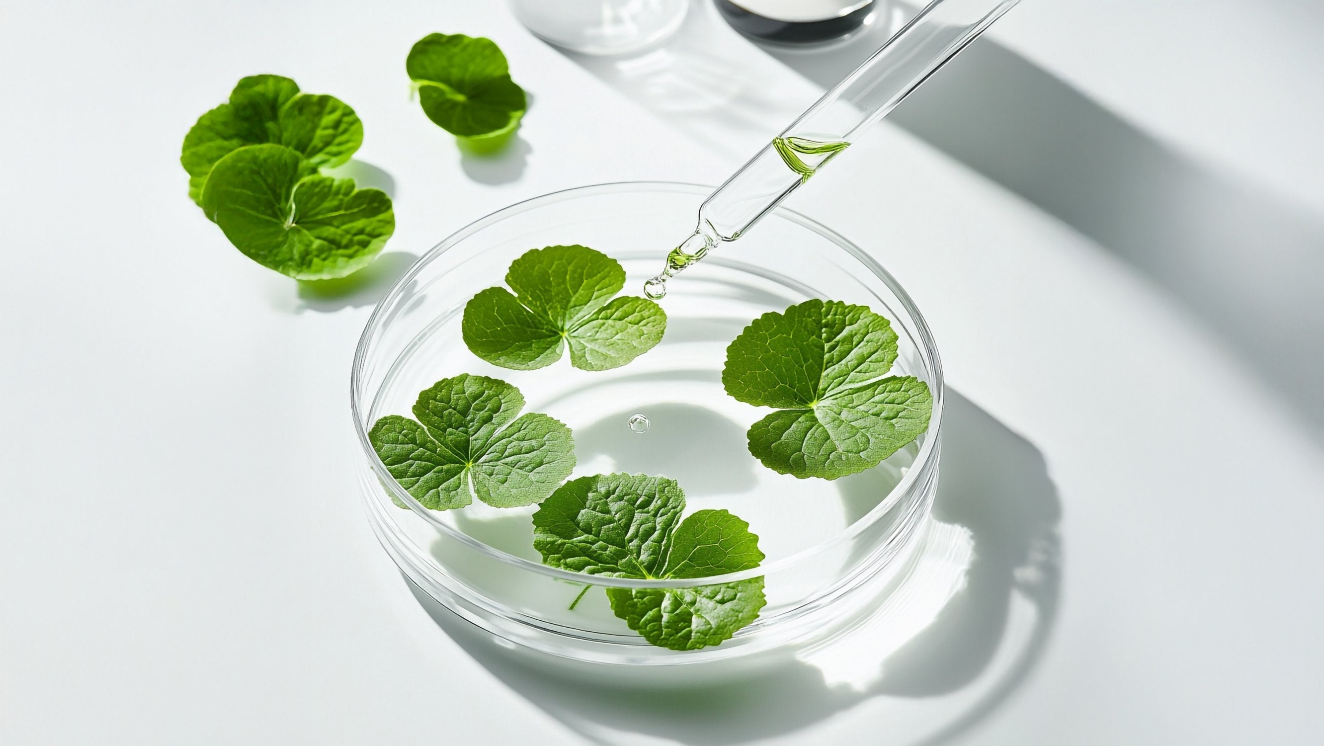 Centella Asiatica (Cica) - /PHD/ - Proven Honest Derma